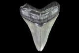 Bargain, Fossil Megalodon Tooth - Georgia #101520-1
